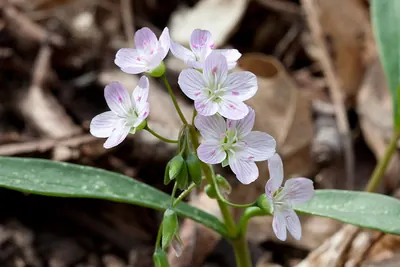 Virginia springbeauty