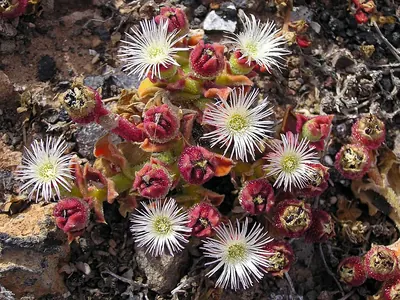Common iceplant