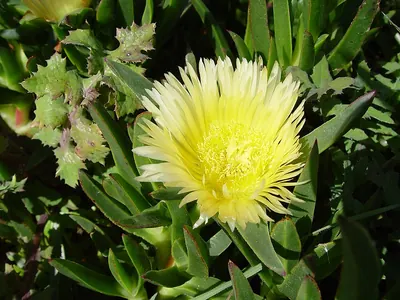 Hottentot fig