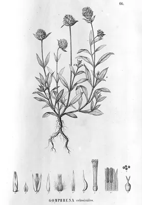 Prostrate globe amaranth