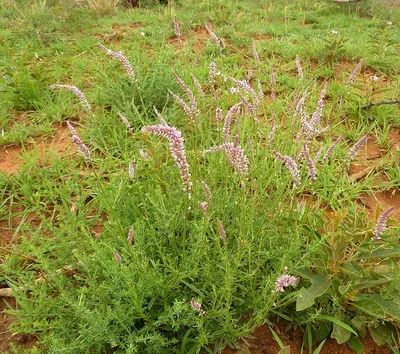 Guineaflower