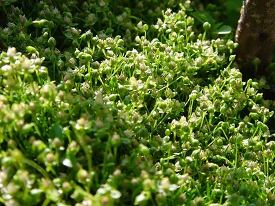 Procumbent Pearlwort