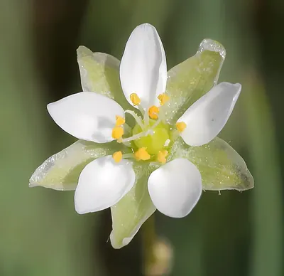Pearlwort spurrey