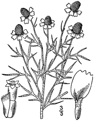 Green prairie coneflower