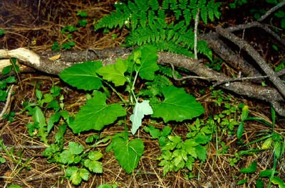 American trailplant