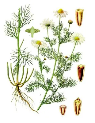 Tripleurospermum inodorum