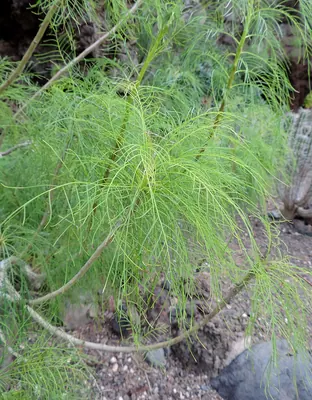 Sonchus leptocephalus