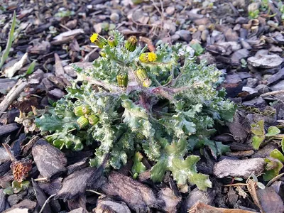 Groundsel