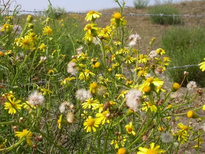 Narrow-leaved ragwort