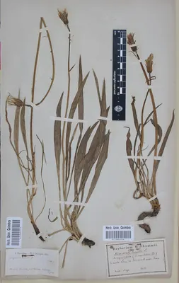 Scorzonera humilis