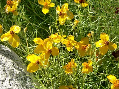 Rocky Mountain zinnia