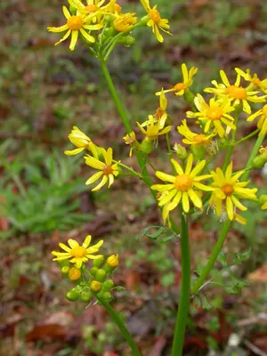 Butterweed