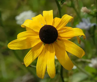 Blackeyed Susan