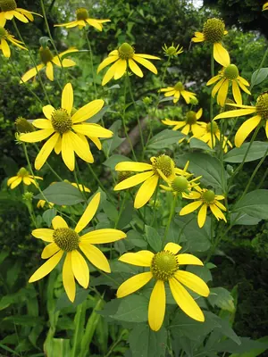 Brown-eyed Susan