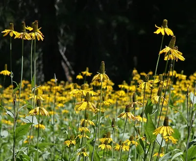 California coneflower