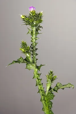 Italian plumeless thistle