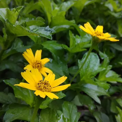 Bay Biscayne creeping-oxeye