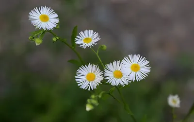 Eastern daisy fleabane