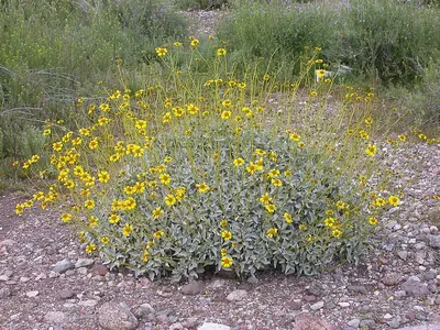 Brittlebush