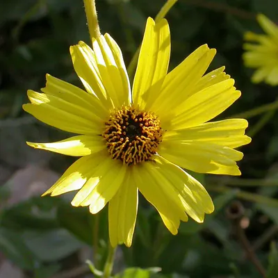 California brittlebush