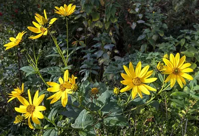 Jerusalem artichoke