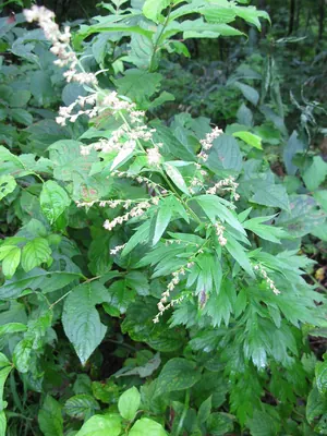 Artemisia montana