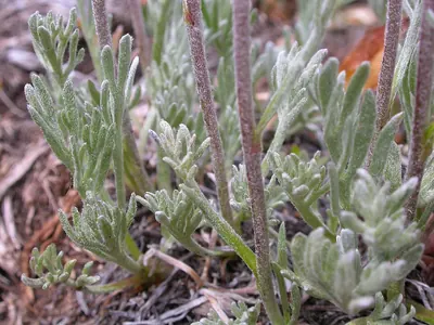 Alpine sagebrush