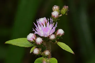 Cyrtocymura scorpioides