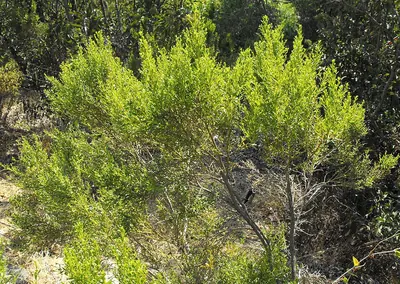 Desertbroom