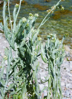 Helichrysum luteoalbum