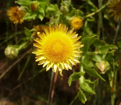Helichrysum aureum