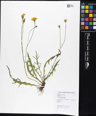 Scorzoneroides autumnalis