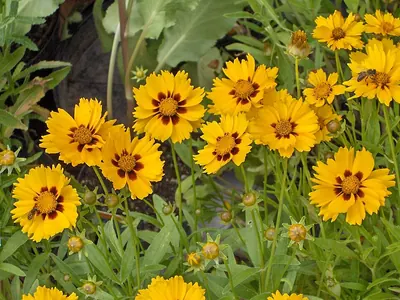 Lanceleaf tickseed