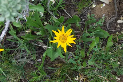 Tranquil goldenweed