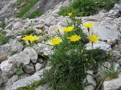 Bristly hawkbit