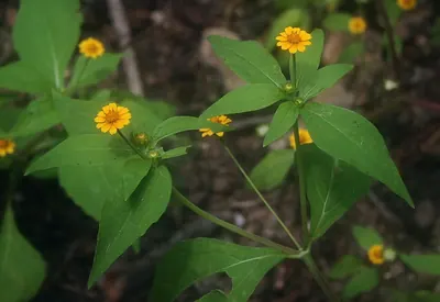 Boton de oro