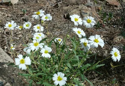 Plains blackfoot