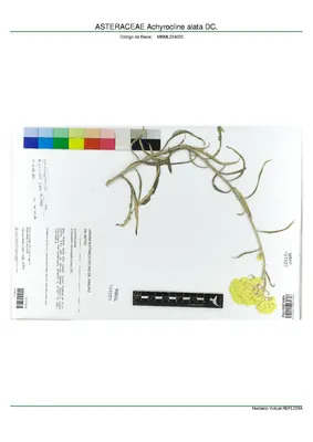 Achyrocline alata