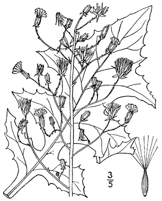 Blue lettuce