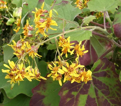 Velvet groundsel