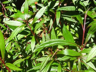 Ayapana triplinervis