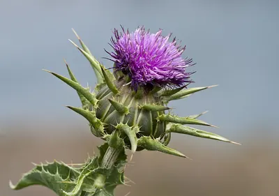Blessed milkthistle