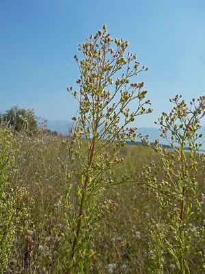 Erigeron canadensis