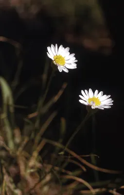 Eaton's fleabane