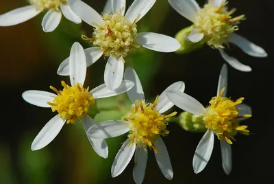 Parasol whitetop