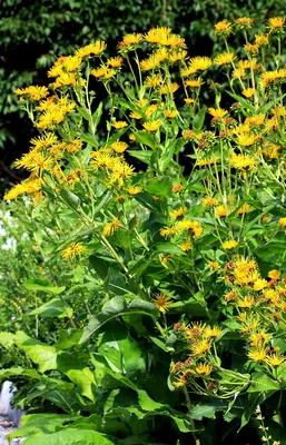 Elecampane