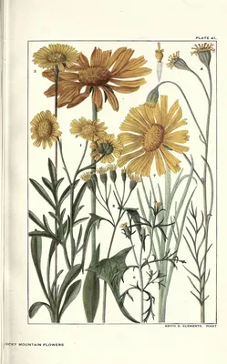 Hymenoxys grandiflora