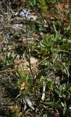 Leafy-bracted aster