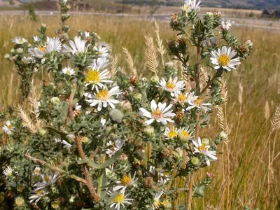 White prairie aster