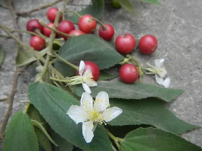 Strawberrytree